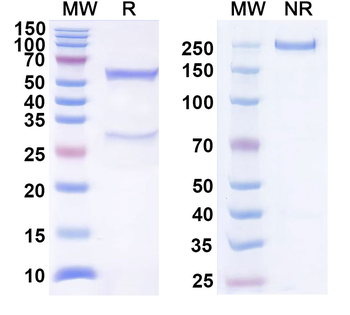 CLDN4/Claudin-4 Mouse Monoclonal Antibody