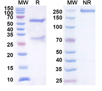 BDNF Mouse Monoclonal Antibody