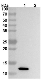 CXCL13/BCA-1/BLC Mouse Monoclonal Antibody