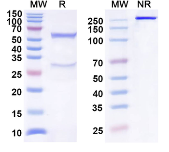 CCL14/NCC-2 Mouse Monoclonal Antibody