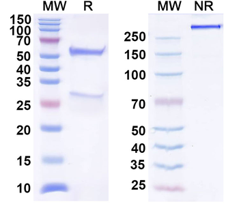CCL11/Eotaxin Mouse Monoclonal Antibody