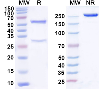 HBEGF Mouse Monoclonal Antibody
