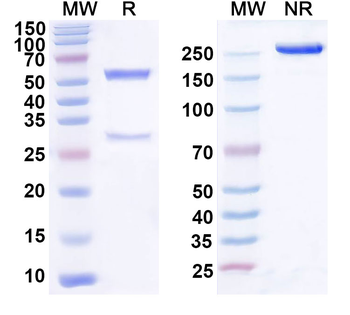 VEGFA Mouse Monoclonal Antibody