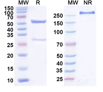 VEGFA Mouse Monoclonal Antibody