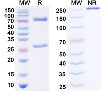 FGF21 Mouse Monoclonal Antibody
