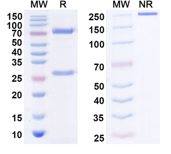 FGF19 Mouse Monoclonal Antibody