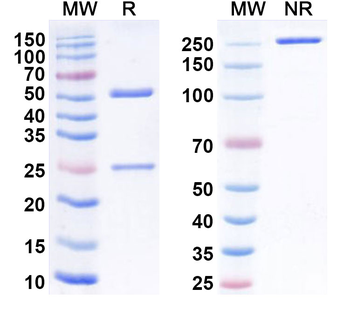IGF1 Mouse Monoclonal Antibody