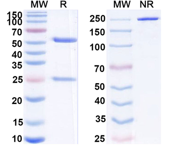 Flt3 ligand/FLT3LG Mouse Monoclonal Antibody