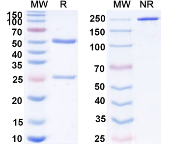 LTA/TNF-beta Mouse Monoclonal Antibody