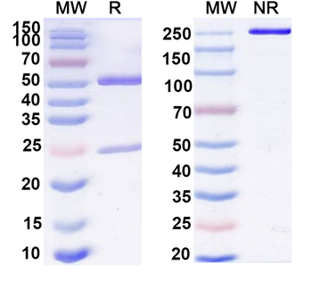 CD4 Mouse Monoclonal Antibody