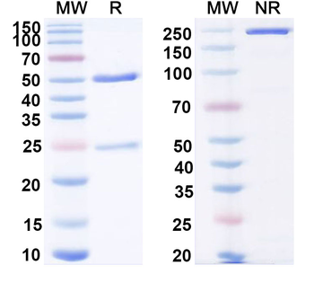 IFNA1/Interferon alpha-D Mouse Monoclonal Antibody