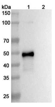 IL23A Human Monoclonal Antibody