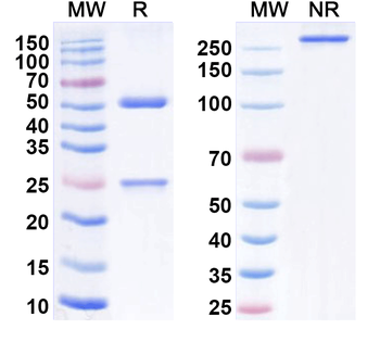IL16 Mouse Monoclonal Antibody