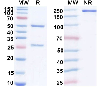 IL9 Mouse Monoclonal Antibody