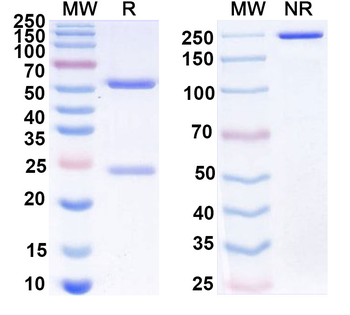 IL5 Mouse Monoclonal Antibody