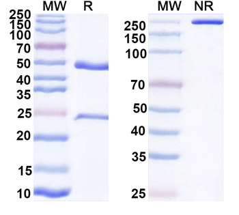 ABS Fc Block Human Monoclonal Antibody