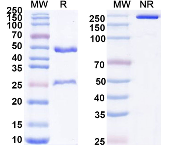 EPCAM Mouse Monoclonal Antibody