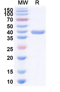 VHH-hFc (IgG4-S228P) Isotype Control Monoclonal Antibody