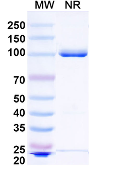 VHH-hFc (IgG1) Isotype Control Monoclonal Antibody