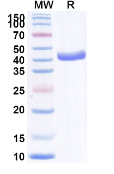 VHH-mFc Isotype Control Monoclonal Antibody