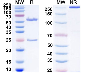 Mouse IgG2b (D265A) kappa Isotype Control Monoclonal Antibody