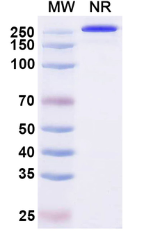 Mouse IgG2a (D265A) kappa Isotype Control Monoclonal Antibody