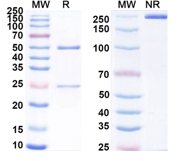 CDH3/P-cadherin Mouse Monoclonal Antibody
