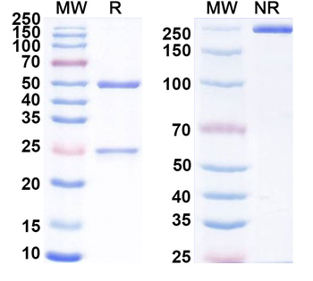 TNFRSF25 Mouse Monoclonal Antibody