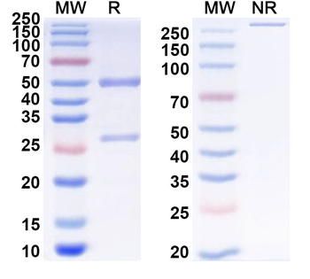 FLT1/VEGFR1 Rat Monoclonal Antibody