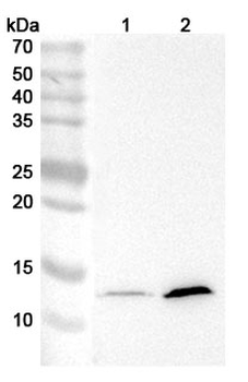 IFNAR1 Rat Monoclonal Antibody