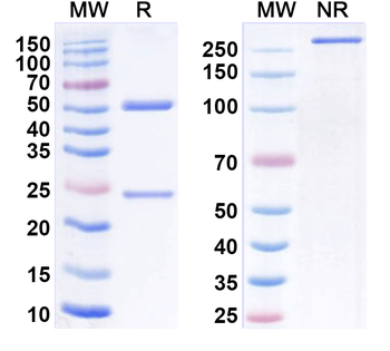 PAC-1 Mouse Monoclonal Antibody