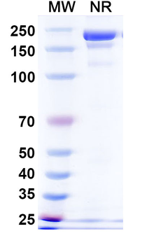 DLL3 Mouse Monoclonal Antibody