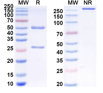 NOTCH2/3 Rat Monoclonal Antibody