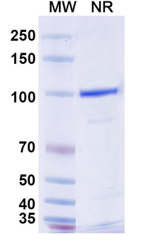 CD370/CLEC9A Mouse Monoclonal Antibody