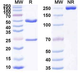 CD304/NRP1 Rat Monoclonal Antibody