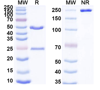 CD304/NRP1/NRP2 Rat Monoclonal Antibody