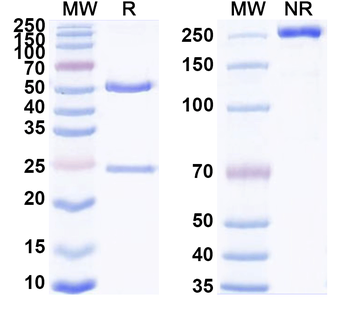 CD276/B7-H3 Rat Monoclonal Antibody