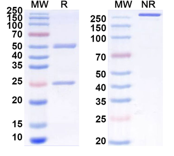 Tenascin-C/TNC Mouse Monoclonal Antibody