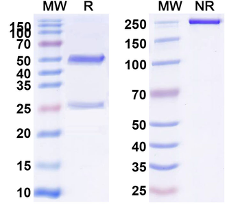 CD137/4-1BB/TNFRSF9 Rat Monoclonal Antibody