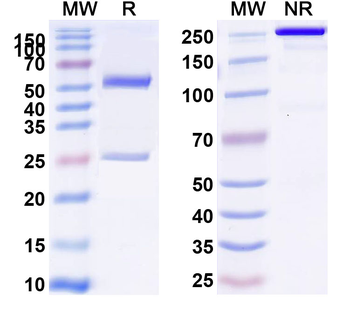 CD115/CSF1R Rat Monoclonal Antibody