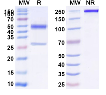CD86/B7-2 Rat Monoclonal Antibody