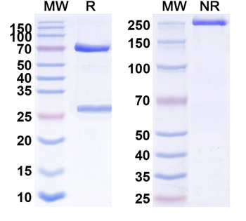 CD11b/ITGAM Rat Monoclonal Antibody