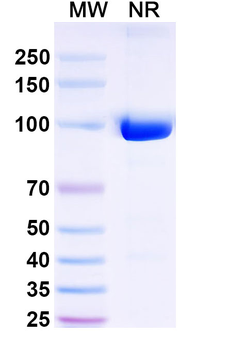 CD11b/ITGAM Rat Monoclonal Antibody