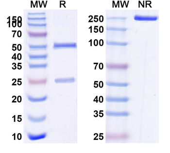 CD8b/Lyt3 Rat Recombinant Antibody