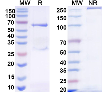 Normal Chicken IgY Isotype Control Polyclonal Antibody