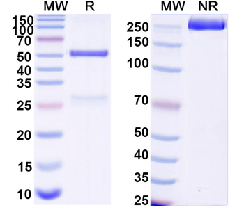 Normal Goat IgG Isotype Control Polyclonal Antibody