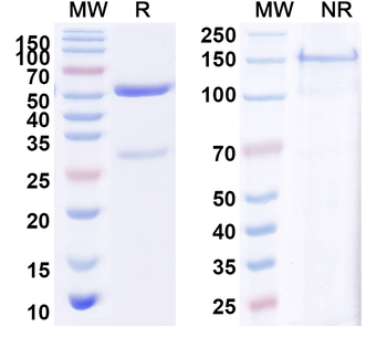 Normal Rabbit IgG Isotype Control Polyclonal Antibody
