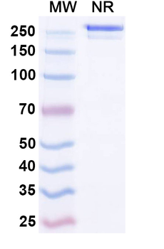 Rat IgG2b Isotype Control Recombinant Antibody