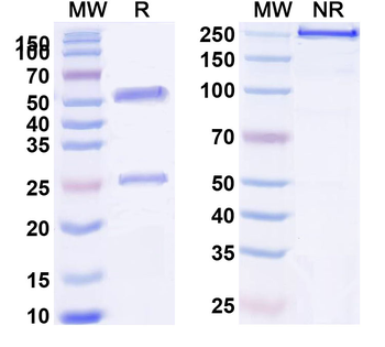 Rat IgG2a Isotype Control Recombinant Antibody