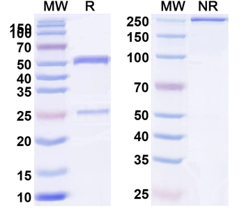 Rat IgG2a kappa Isotype Control Recombinant Antibody